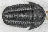 Detailed Gerastos Trilobite Fossil - Morocco #145740-4